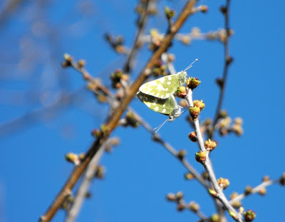 Macin. Fluturasi primavara