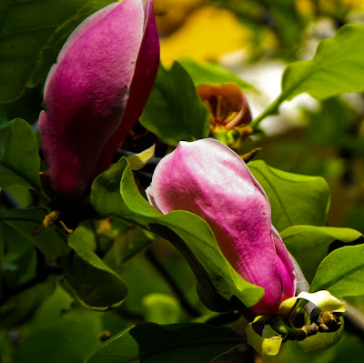 flori de magnolie