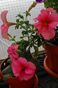 gradina pe balcon - petunii 