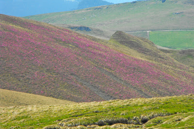 Muntii Bucegi - versant acoperit cu smardar (planta ocrotita prin lege)