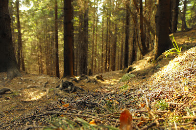 Piatra Craiului - padure de brad