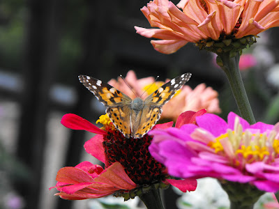 brown butterfly - fluturas maro
