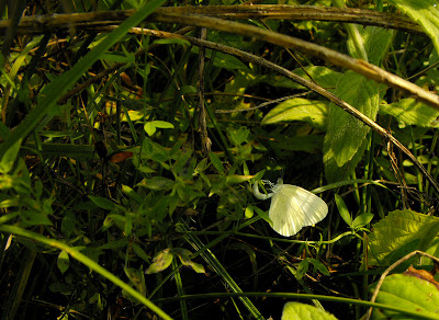 white butterfly - fluture alb