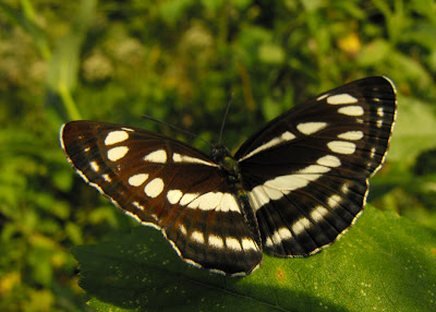 black and white butterfly - fluturas negru cu alb