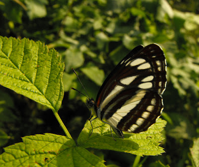 black and white butterfly - fluturas negru cu alb