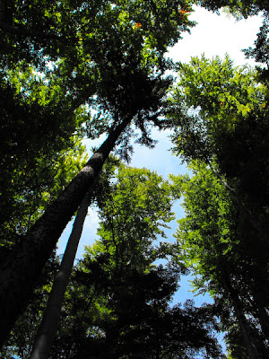 Piatra Craiului. Padurea. The Forest