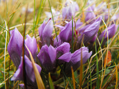 Ciucas. Flori de munte