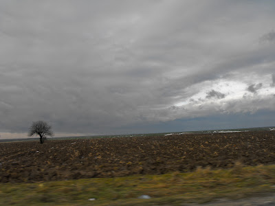 campia. copacul. anii. norii.