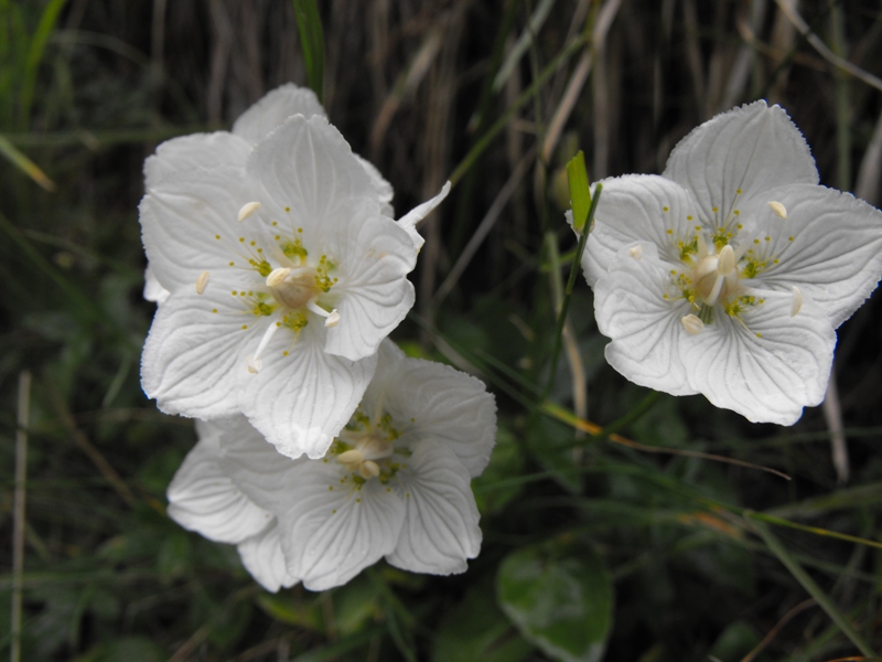 flori de munte albe. soparlita-alba sau floricele-de-flori-albe