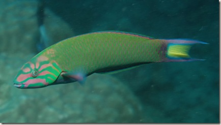 800px-Thalassoma_lunare_1 800px-Thalassoma_lunare_1