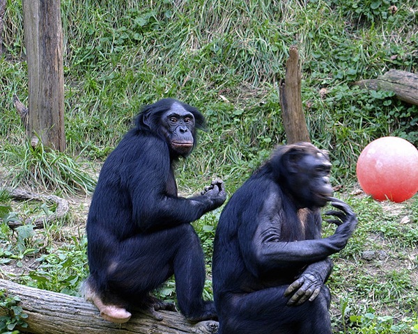 [750px-Bonobo_011[4].jpg]