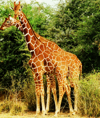 [506px-Two_Giraffes[10].png]