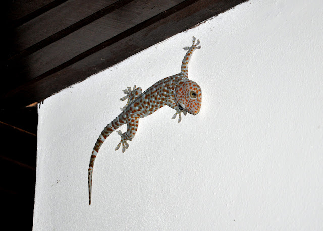 Случайности неслучайны