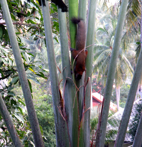 Случайности неслучайны