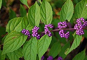 [Beautyberry Callicarpa dichotoma'Early Amethyst' (Purole Beautyberry)Wikipedia[3].jpg]