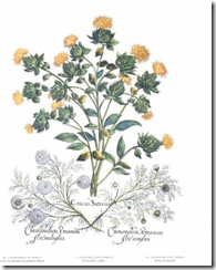 Bild ur Hortus Eystettis målad av Baselius år 1613, Nurnburg Bild ur Hortus Eystettis målad av Baselius år 1613, Nurnburg