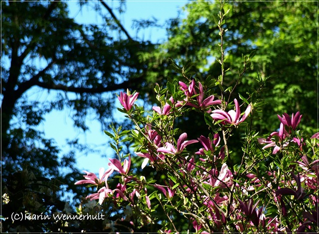 [MagnoliaträdLilaSofiero1[4].jpg]