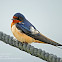 Barn Swallow