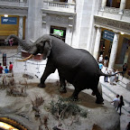 Smithsonian Natural & American History Musea