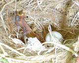 Just Born