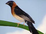 male Paradise Whydah