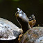 Tortuga negra de rio