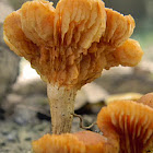fungus