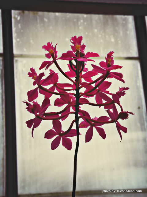4.12.2010 - from inside the Biltmore Conservatory
