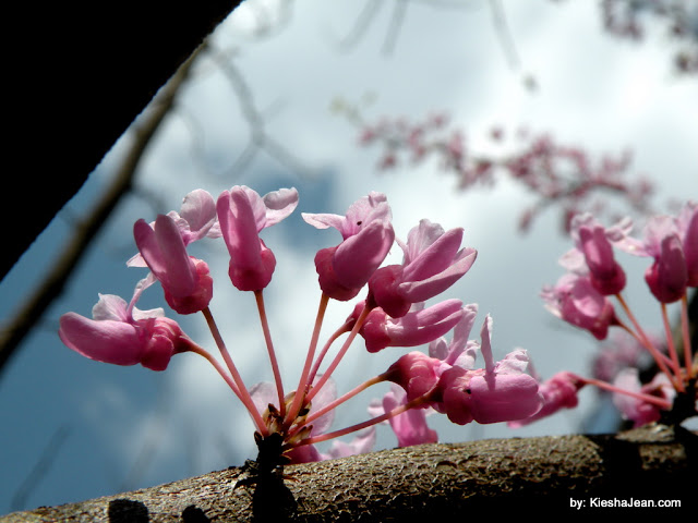 5.3.2010 - What a glorious spring bloom we had!