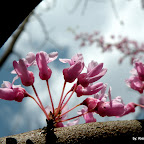 5.3.2010 - What a glorious spring bloom we had!