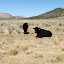 Outside Zion National Park, UT ... OK, here I actually took a little picnic in the grass next to the cows.