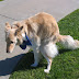 Latte takes a shit on nicely manicured grass.