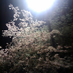 Night Bloom