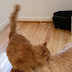 New Photos_1788.JPG