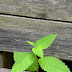 I love living leafs against aged deadwood