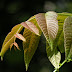 New Photos_3385.JPG