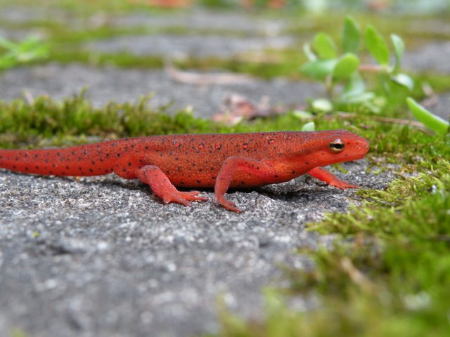 New Photos_4443.JPG