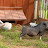 2009 Scott feeding oreos to the piggys
