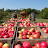 2009 Honeycrisp