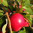 2008 - See the grasshopper on the branch