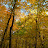 2007 The woods