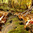 2008 Forest Floor