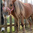 2008 Bo the miniature stallion, so disgusting when he eats apples