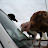 2008 The turkeys run the farm by the end of the season