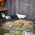 a little shot of AWESOME!  A healthy proportionat well raised chicken is gorgeous!