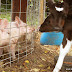 How to get along ... the calf drinks some of his milk and food then goes over and shares with the baby pigs!  ... yep, caught in the act of super cute kindness