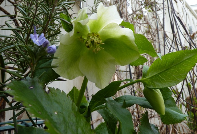 [1st Spring flowers - 2010 015[6].jpg]