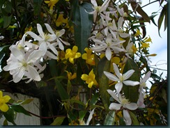 Spring walk in garden 017