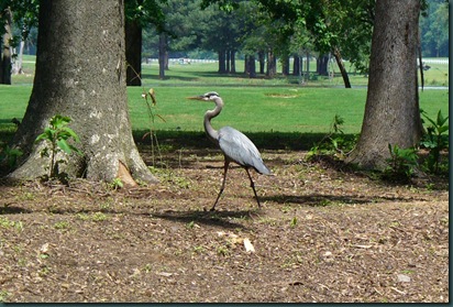 Amerryllis-fishing-trail animals 036