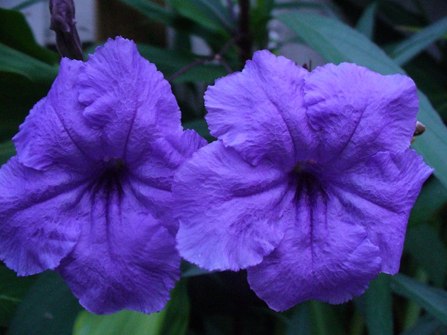 [Late summer flowers 2009 005[4].jpg]